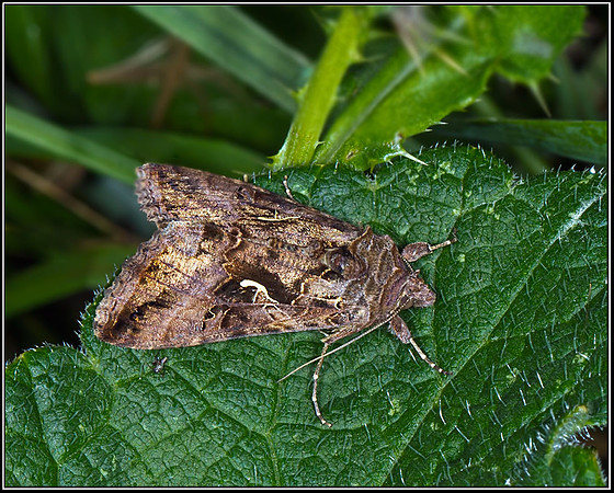 Silver Y (Autographa gamma), Bromsgrove, 19 August 2012
