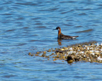 Red-necked Phalarope, Upton Warren, 20 June 2010
