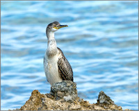 !st-year Shag (Phalacrocorax aristotelis), Mallorca, May 2014