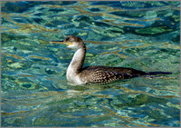 !st-year Shag (Phalacrocorax aristotelis), Mallorca, May 2014