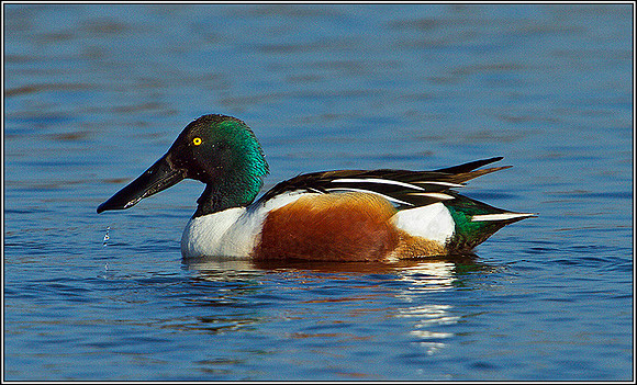 Shoveler, Slimbridge, March 2011