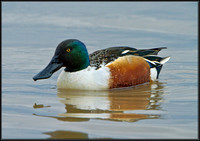 Northern Shoveler (Anas clypeata), Slimbridge WWT, 29 March 2013
