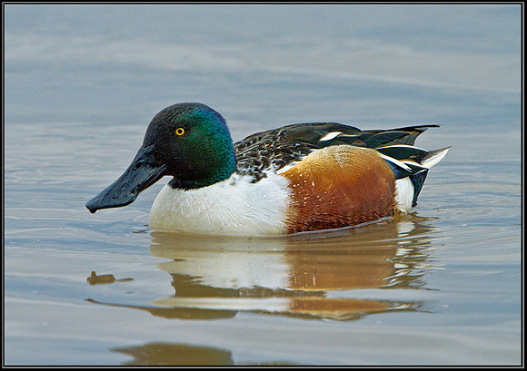 Northern Shoveler (Anas clypeata), Slimbridge WWT, 29 March 2013
