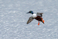 Northern Shoveler - Anas clypeata, Upton Warren Moors, April 2019