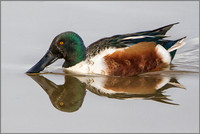 Drake Shoveler (Anas clypeata), Slimbridge WWT, November 2014