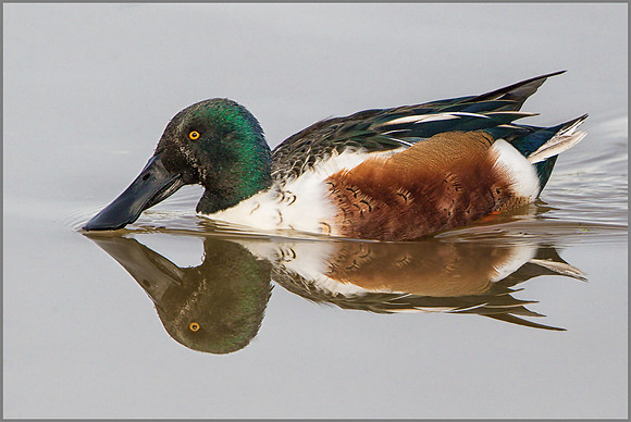 Drake Shoveler (Anas clypeata), Slimbridge WWT, November 2014