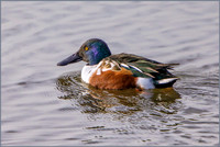 Drake Northern Shoveler (Anas clypeata), Upton Warren, November 2016