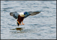 Northern Shoveler (Anas clypeata), Upton Warren, March 2013