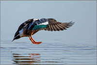 Drake Northern Shoveler - Anas clypeata, Slimbridge WWT, March 2017F
