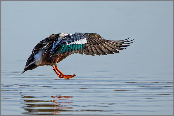 Drake Northern Shoveler - Anas clypeata, Slimbridge WWT, March 2017F