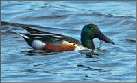 Shoveler (Anas clypeata), Upton Warren, 17 October 2012