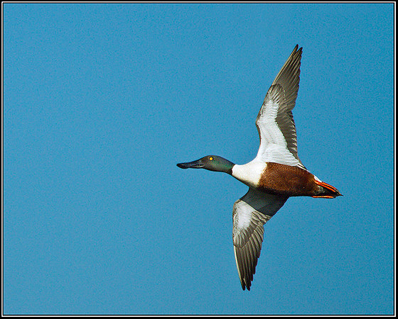 Shoveler, Upton Warren Moors, 26 March 2012