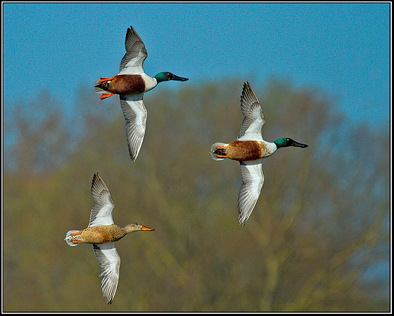 Shovelers, Upton Warren Moors, 26 March 2012