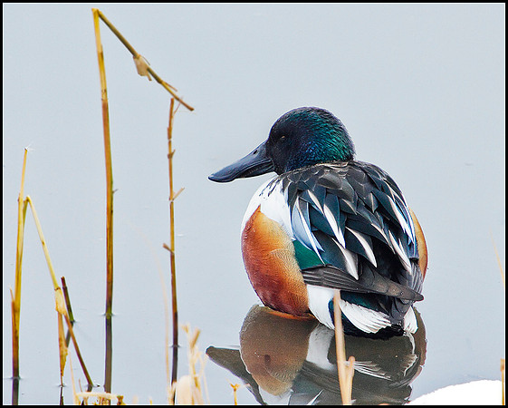 Shoveler, Upton Warren Moors, 14 January 2010
