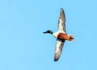 Northern Shoveler - Anas clypeata, Slimbridge WWT, January 2020