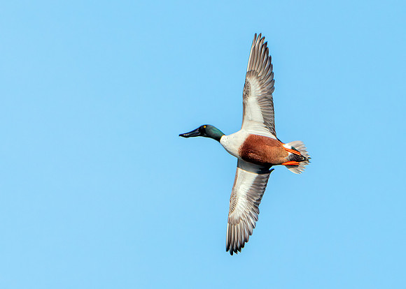 Northern Shoveler - Anas clypeata, Slimbridge WWT, January 2020