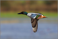 Drake Shoveler (Anas clypeata), Slimbridge WWT January 2016