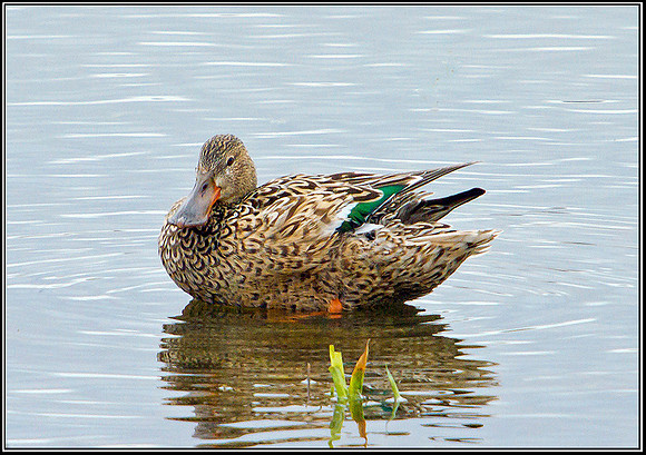 Female Shoveler, Upton Warren Moors, 08 March 2012