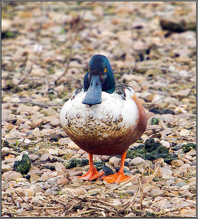 Drake Shoveler, Upton Warren Moors, 08 March 2012
