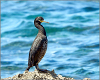 Immature Shag (Phalacrocorax aristotelis), Mallorca, May 2014