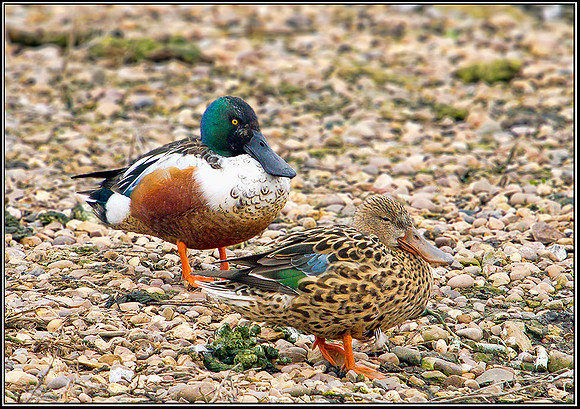 Drake and Duck Shoveler, Upton Warren Moors, 08 March 2012