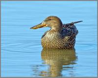 Female Shoveler (Anas clypeata), Norfolk, April 2013
