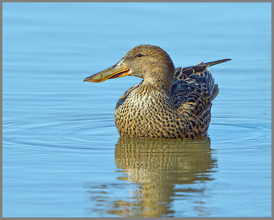 Female Shoveler (Anas clypeata), Norfolk, April 2013