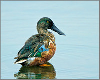 Drake Shoveler (Anas clypeata), Upton Warren,  October 2013