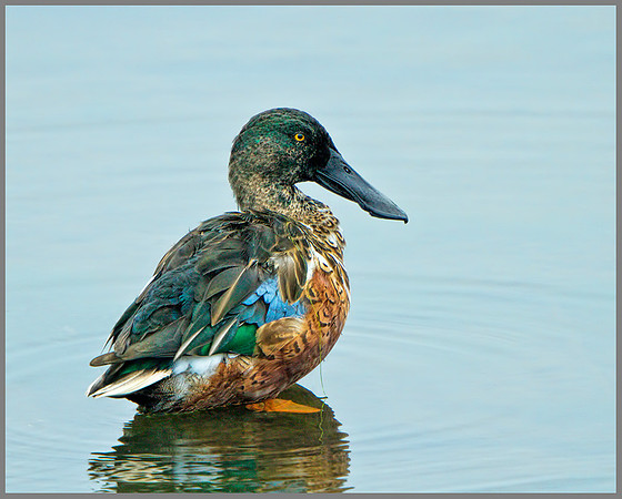 Drake Shoveler (Anas clypeata), Upton Warren,  October 2013