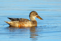 Northern Shoveler - Anas clypeata, Upton Warren, 22 October 2018