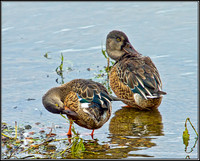 Shovelers (Anas clypeata), Upton Warren Moors, 27 August 2012