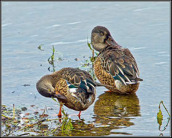 Shovelers (Anas clypeata), Upton Warren Moors, 27 August 2012