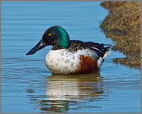 Drake Shoveler (Anas clypeata), Norfolk, April 2013