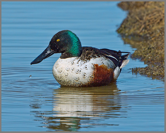 Drake Shoveler (Anas clypeata), Norfolk, April 2013