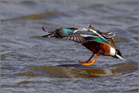 Drake Shoveler (Anas clypeata), Slimbridge, March 2016
