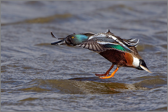 Drake Shoveler (Anas clypeata), Slimbridge, March 2016