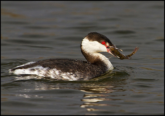 Slavonian Grebe, Grimley, 11 March 2010