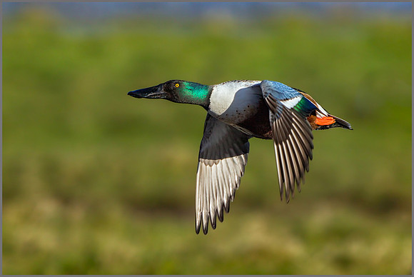 Drake Shoveler (Anas clypeata), Slimbridge WWT January 2016