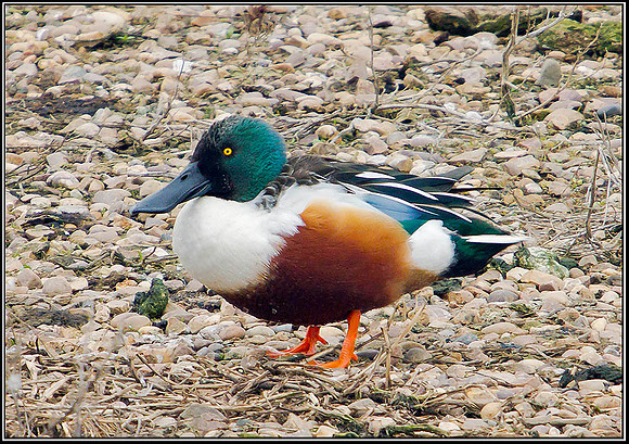 Drake Shoveler, Upton Warren Moors, 08 March 2012