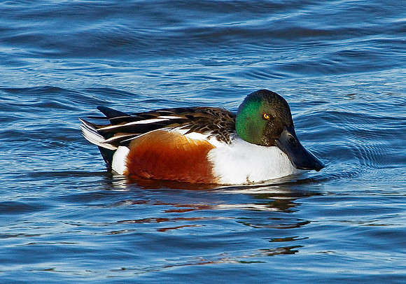 Shoveler, Upton Warren Moors, 30 November 2009