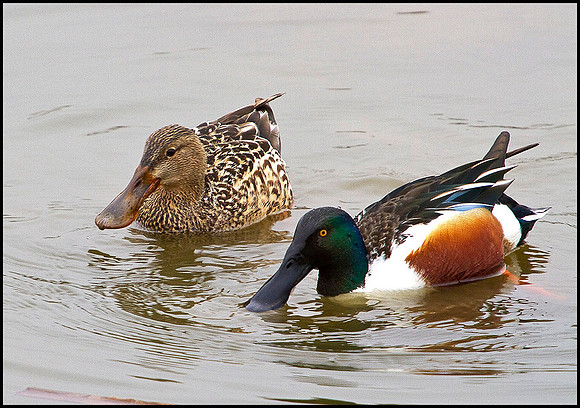 Shovelers, Upton Warren Moors, 17 February 2010