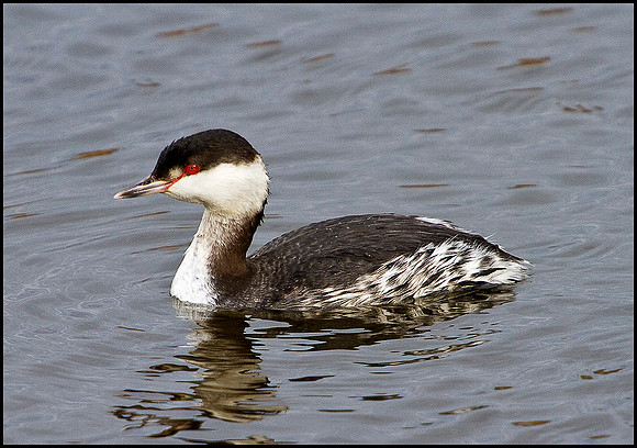 Slavonian Grebe, Feckenham Wylde Moors, 26 February 2010