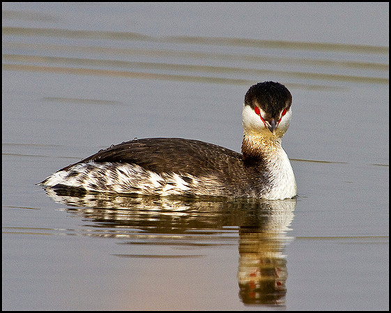 Slavonian Grebe, Grimley, 11 March 2010