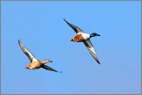 Shovelers (Anas clypeata), Upton Warren, 05 November 2014_4430