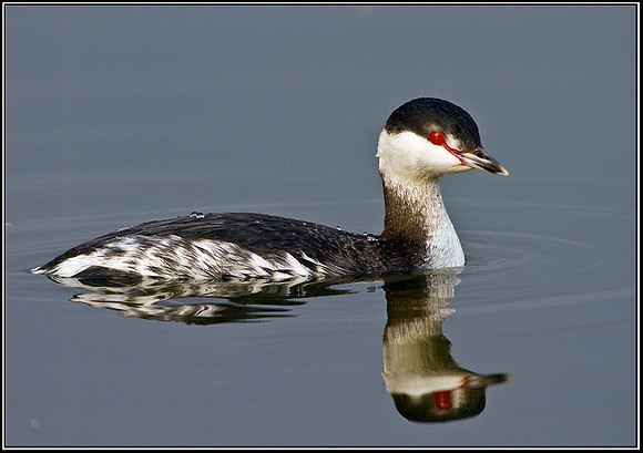 Slavonian Grebe, Grimley, 11 March 2010