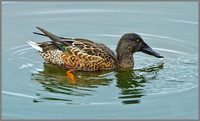 Drake Shoveler, Anas clypeata), Upton Warren, September 2013