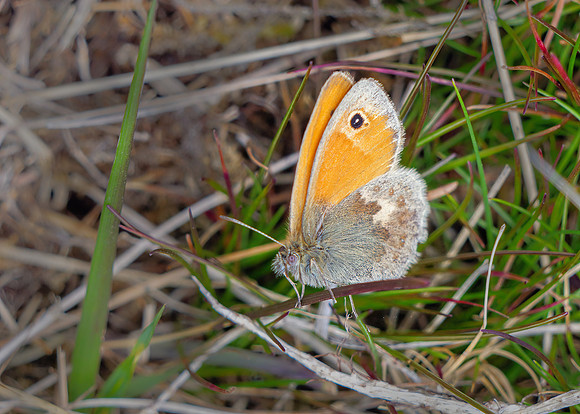 Small Heath - Coenonympha pamphilus, Shropshire, June 2020