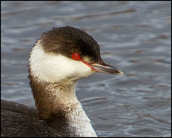 Slavonian Grebe, Feckenham Wylde Moors, 26 February 2010