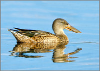 Female Shoveler (Anas clypeata), Upton Warren, October 2014
