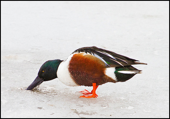 Shoveler, Upton Warren Moors, 14 January 2010
